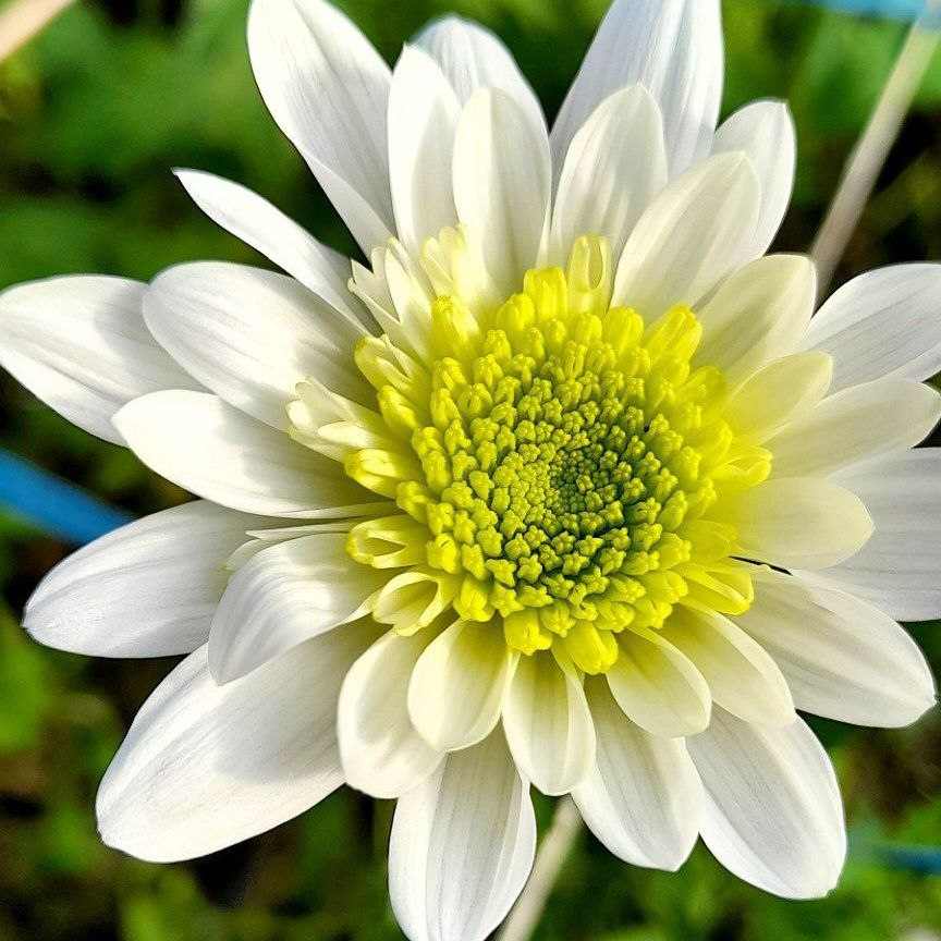 آهنگ جدید اتوز بیر اتوز ایکی